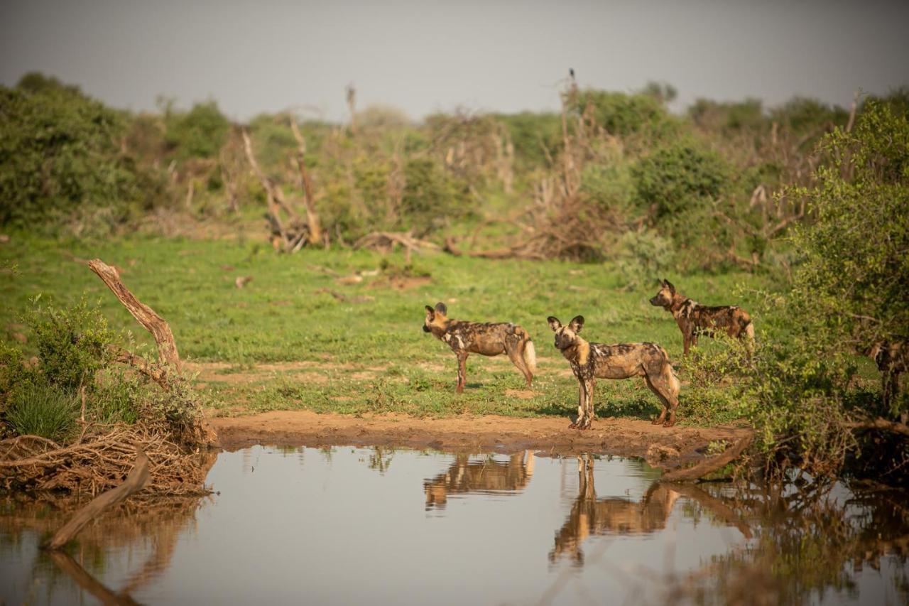 Jamala Madikwe Villa Madikwe Game Reserve Eksteriør billede