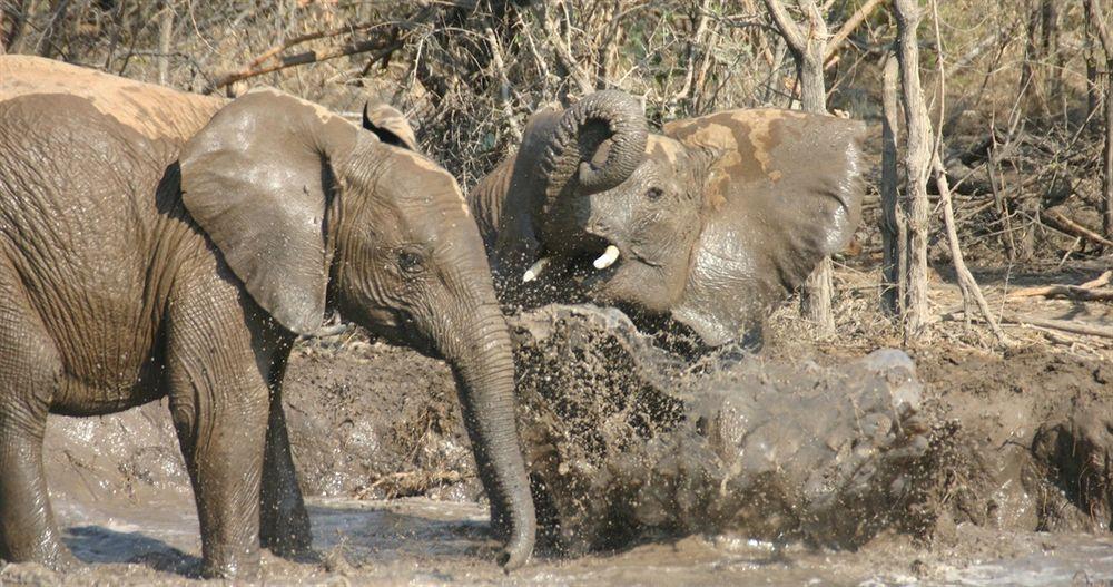 Jamala Madikwe Villa Madikwe Game Reserve Eksteriør billede