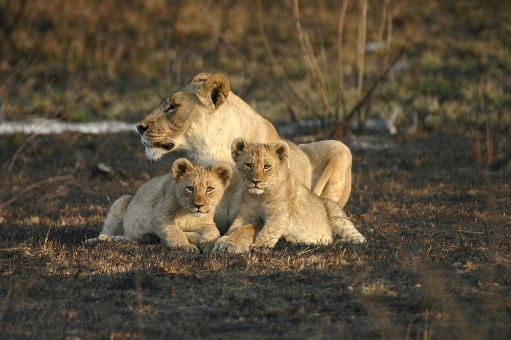 Jamala Madikwe Villa Madikwe Game Reserve Eksteriør billede